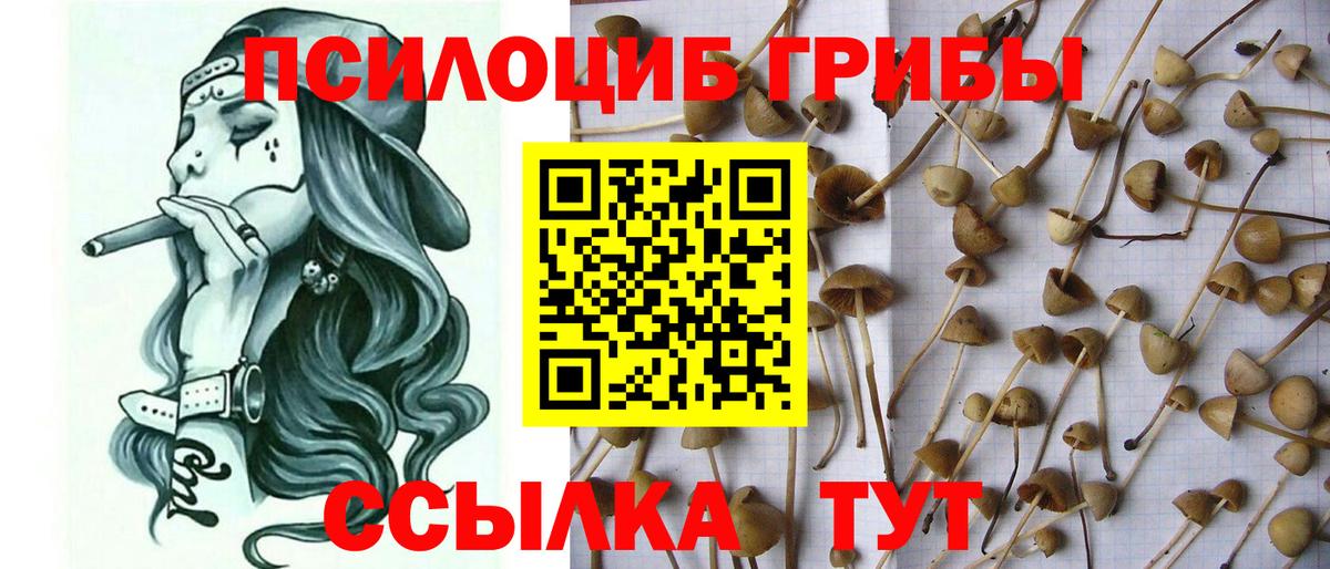 Галлюциногенные грибы GOLDEN TEACHER  Вход с VPN  Кингисепп 